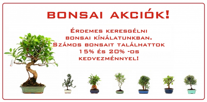 bonsai webaruhaz bonsai akcioja a marczika bonsai studioban